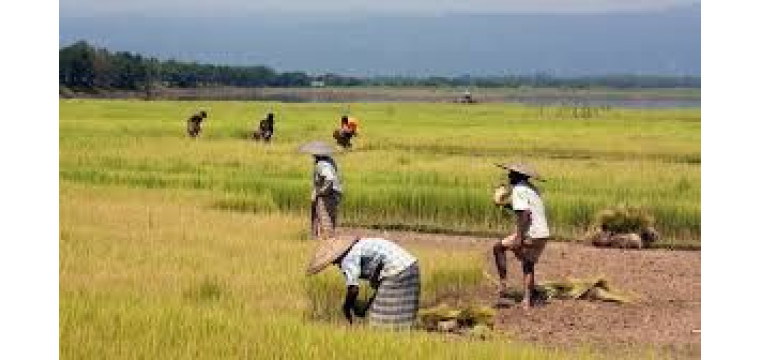 চুয়াডাঙ্গায় হিট স্ট্রোকে কৃষকের মৃত্যু