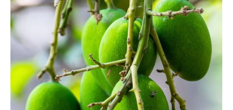 আম শরীরের জন্য কতটুকু গুরুত্বপূর্ণ