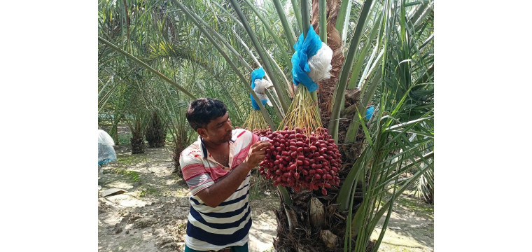 সৌদি আরবের খেজুর চাষ হচ্ছে আমের রাজধানী খ্যাত চাঁপাইনবাবগঞ্জে