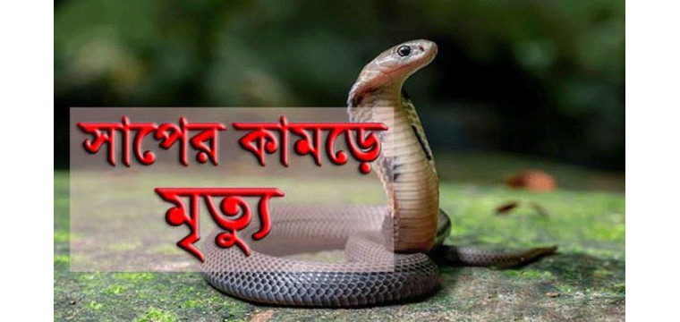 চাঁপাইনবাবগঞ্জের শিবগঞ্জে সাপের কামড়ে গৃহবধূর মৃত্যু, আক্রান্ত ৩