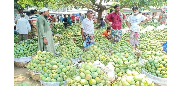 চাঁপাইনবাবগঞ্জে আম চাষিদের ক্ষতি শত কোটি টাকা