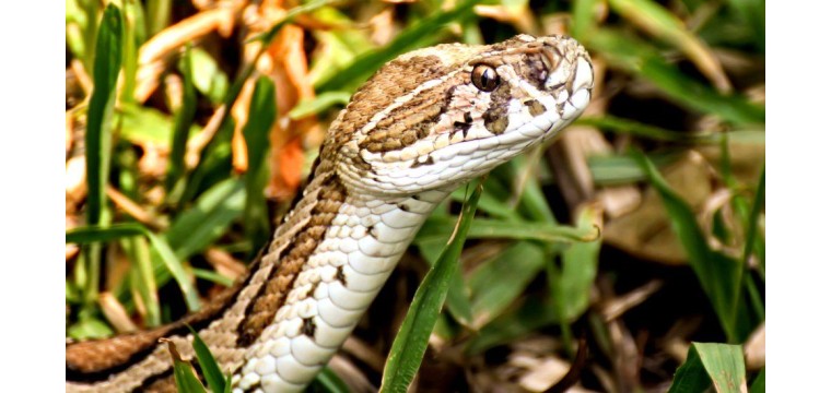 দেশের ২৭ জেলায় রাসেলস ভাইপার