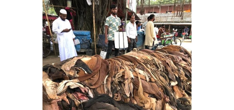 একযুগে চামড়ার দাম কমেছে ৩৩ শতাংশ