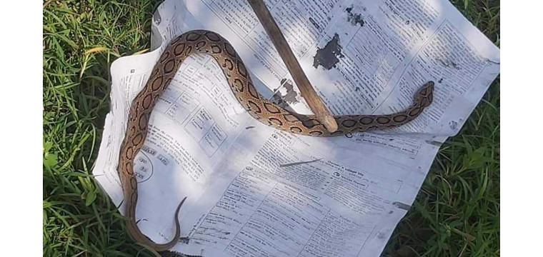 চাঁপাইনবাবগঞ্জের ভোলাহাটে রাসেলস ভাইপার পিটিয়ে মারলো আম বাগানের শ্রমিকরা 