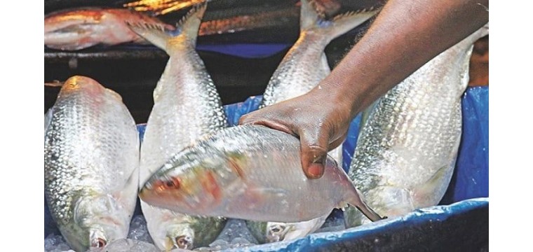  দুর্গাপূজায় ইলিশ পাঠাতে বাংলাদেশের কাছে ভারতের আবদার
