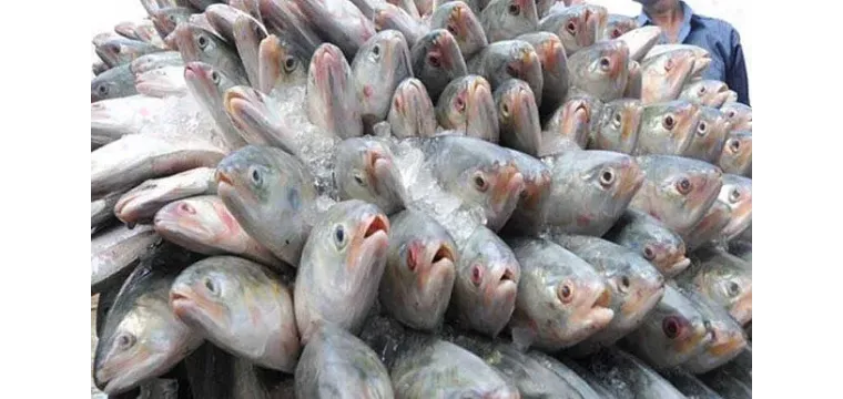 এবার দুর্গাপূজায় ভারত যাচ্ছে ৩ হাজার টন ইলিশ