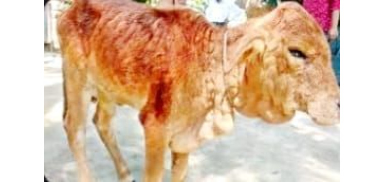 গোমস্তাপুরে গরুর ল্যাম্পি ভাইরাস ছড়িয়ে পড়ায় ক্ষতির মুখে খামারিরা, চায় বিনামূল্যে ভ্যাকসিন