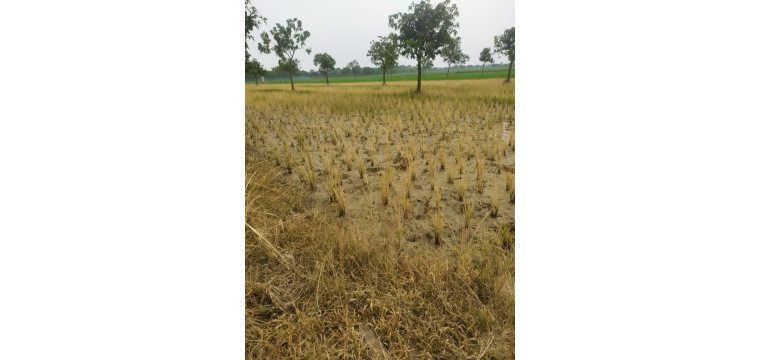 গোমস্তাপুরে পূর্ব শত্রুতার জেরে বিষাক্ত কিটনাশক প্রয়োগ করে ধান ক্ষতি করার অভিযোগ