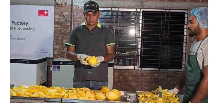 চাঁপাইনবাবগঞ্জে তৈরি হচ্ছে ড্রাই ম্যাংগো