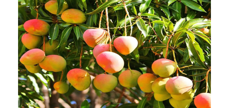 চাঁপাইনবাবগঞ্জে হবে আমের ‘হট ওয়াটার ট্রিটমেন্ট প্ল্যান্ট’