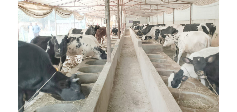 ভোলাহাটের প্রকৌশলী সুমন এখন সফল খামারি