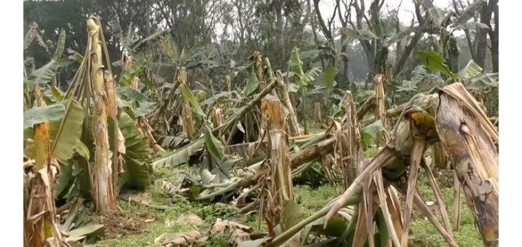 আকস্মিক ঝড়ে লন্ডভন্ড ৫ হেক্টর কলাক্ষেত