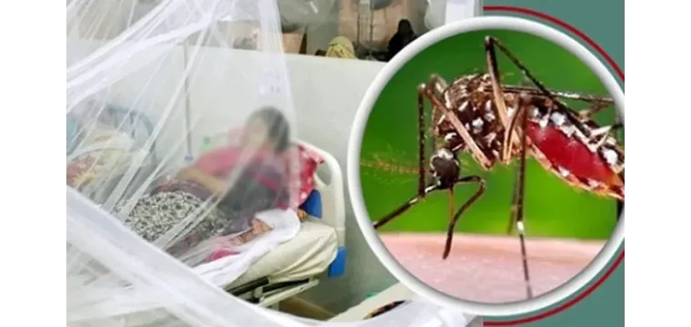 চাঁপাইনবাবগঞ্জে মহামারি রূপে ডেঙ্গু, পৌরসভার পদক্ষেপ কী?