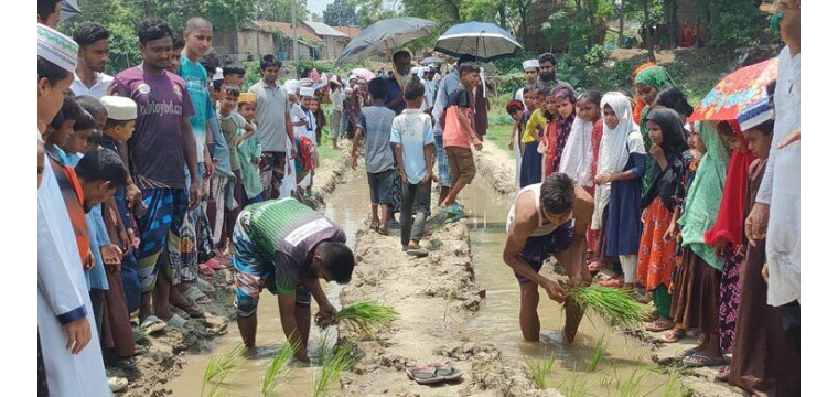 দেবীনগরে কাঁচা সড়কে ধানের চারা লাগিয়ে বিক্ষোভ