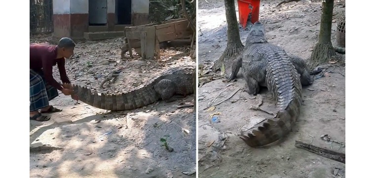 সঙ্গী খুঁজতে লোকালয়ে খানজাহান আলী মাজারের কুমির