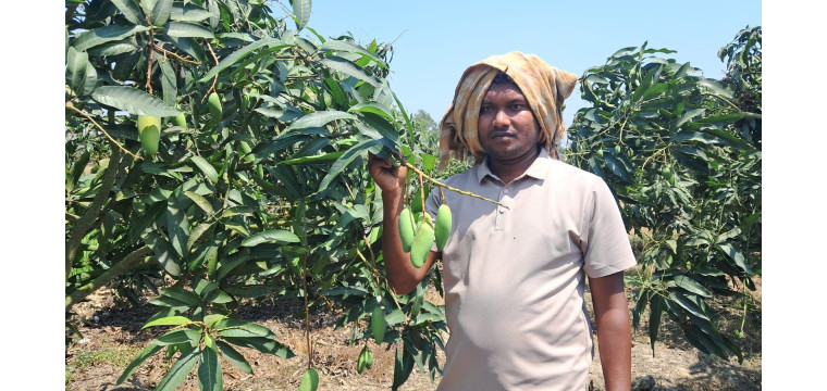 চাঁপাইনবাবগঞ্জের ‘ব্যানানা ম্যাঙ্গো’ বছরে দুবার ফলন ও রপ্তানির স্বপ্নে বিভোর পলাশ