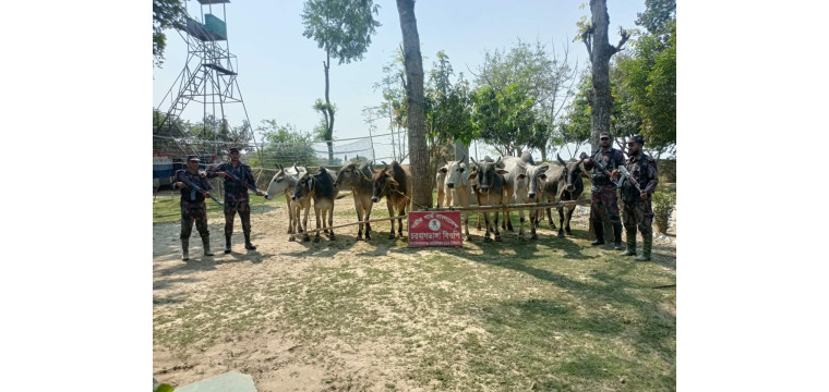 চাঁপাইনবাবগঞ্জ সীমান্তে ৫৩ বিজিবির পৃথক অভিযানে ভারতীয় ১০টি গরু জব্দ