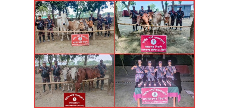 চাঁপাইনবাবগঞ্জ সীমান্তে ৫৩ বিজিবির পৃথক অভিযানে ভারতীয় মদ ও গরু জব্দ  