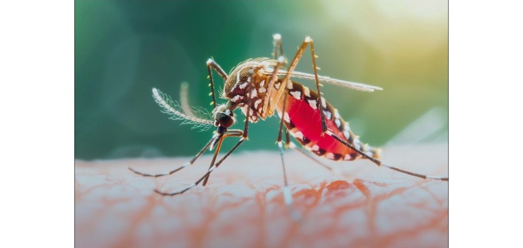 ডেঙ্গু রোগী  ২৪ ঘণ্টায় ৩৩  শনাক্ত,হাসপাতালে ভর্তি ৮০